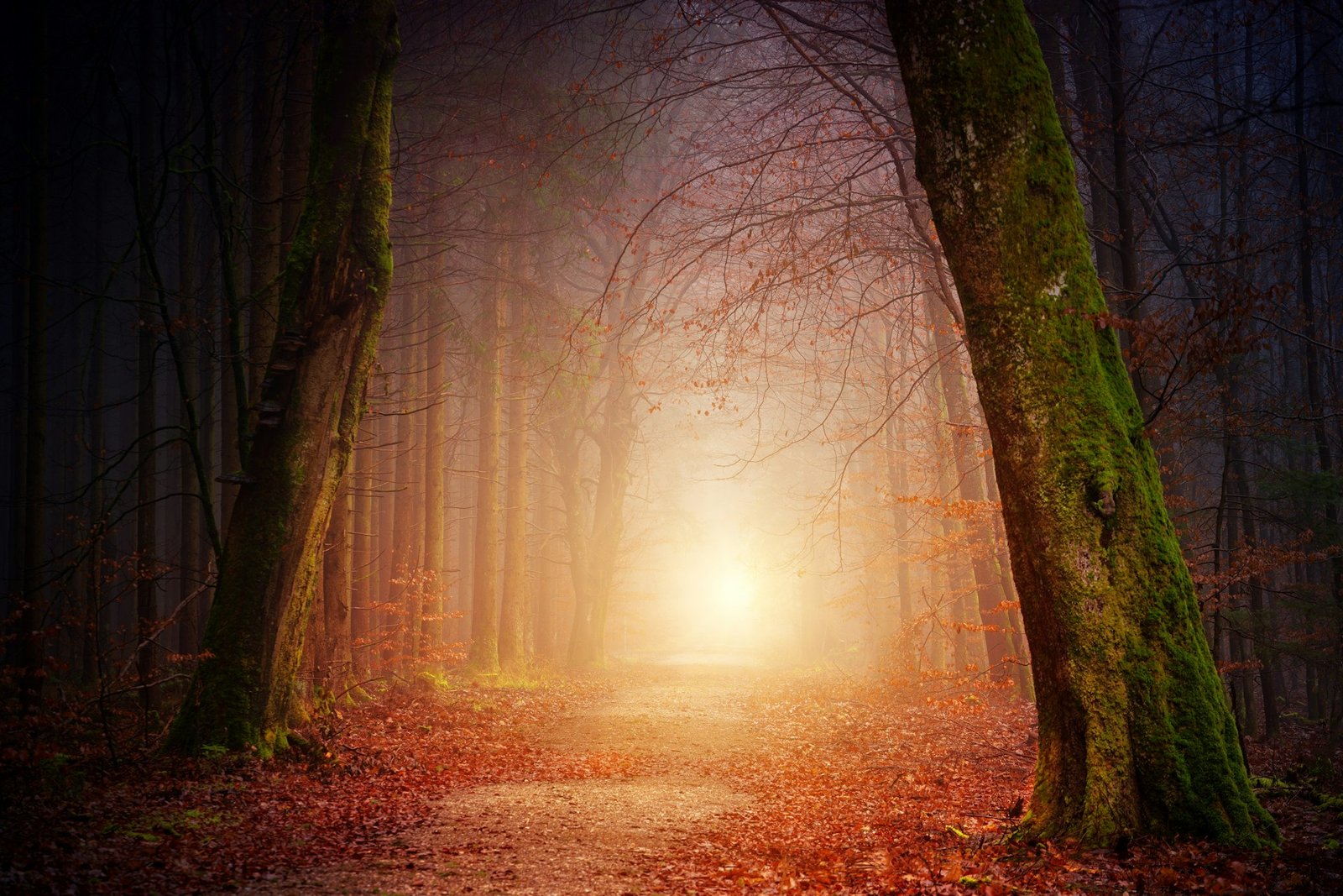 johannes-plenio-1vzLW-ihJaM-unsplash(1) Photo of a dark deciduous forest in autumn with a path in the center going into the distance, towards a warm golden light.
