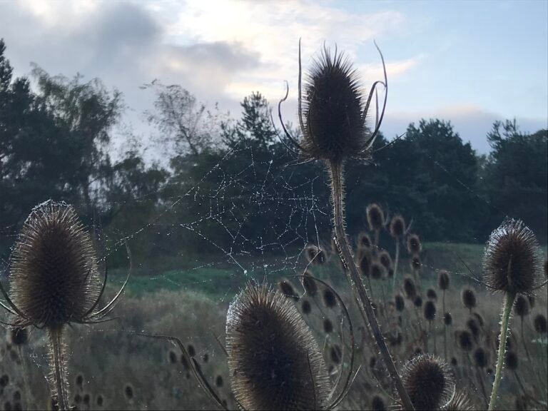 A photo of an early winter morning in Edinburgh, with a field in the background and dried spikey brush in the foreground. A dewey spiderweb is shimmering in the mirning light.